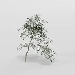 Leaning Elder Tree