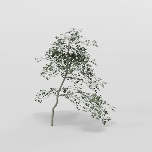 Leaning Elder Tree