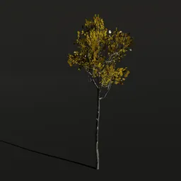 Tree QuakingAspen d1