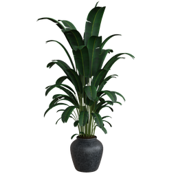 "Realistic 3D model of indoor tropical plant in a pot with detailed textures and optimized polygon count, rendered with Blender's Cycles engine. Perfect for adding a touch of nature to your 3D scenes. Available in formats for Blender 3D and 3DS Max."