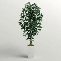 Faux Ficus Tree in porcelain Planter