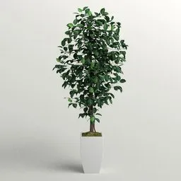 Faux Ficus Tree in porcelain Planter