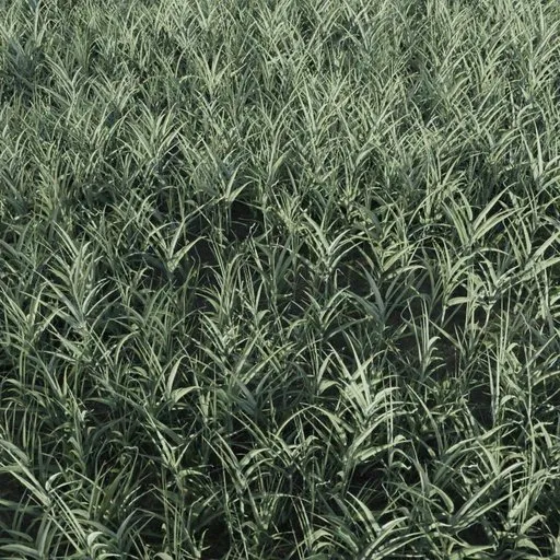 Grass Small Sparse
