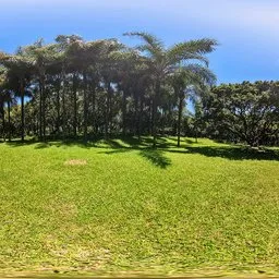 Green grass by the coconut trees