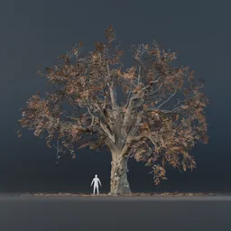 Oak Tree - Fully Grown (Autumn)