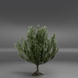 Tree Mugo Pine Animated
