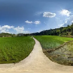 Green fields during the day