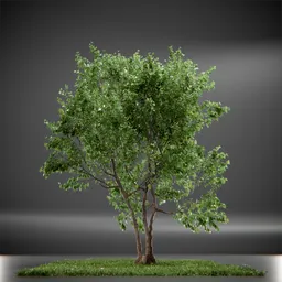 Tree Vine Maple Animated