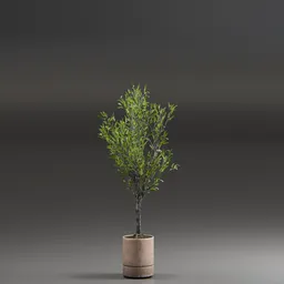 Indoor Plant Olive