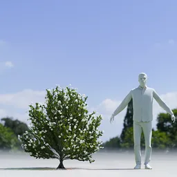 Tree Whiterock