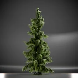 Tree Weeping Nootka Animated