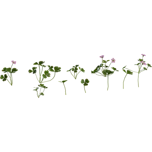 Shrub Sorrel 01