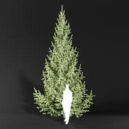 Norway Spruce Picea Abies 6.0m