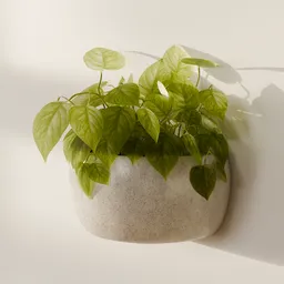 Pothos Wall Planter