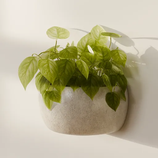 Pothos Wall Planter