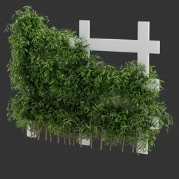 Divider Fence Climber Plant