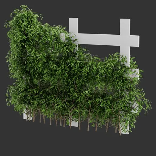 Divider Fence Climber Plant