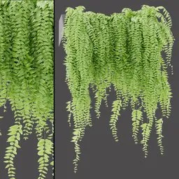 Natural Hanging Vines