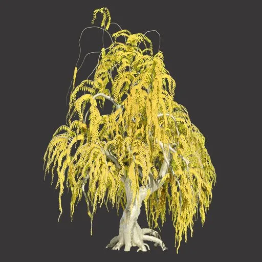 Willow Tree