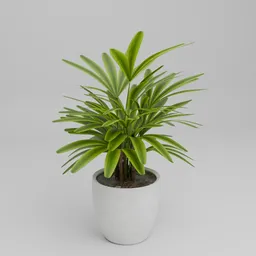 Rhapis Palm Indoor Plant