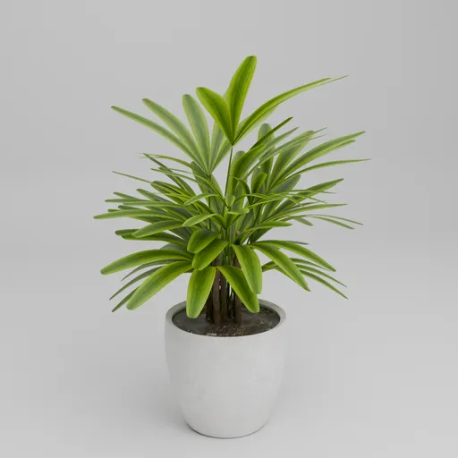Rhapis Palm Indoor Plant