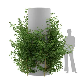 Ivy Simple Column Plant
