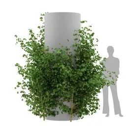 Ivy Simple Column - Chinese trumpet vine