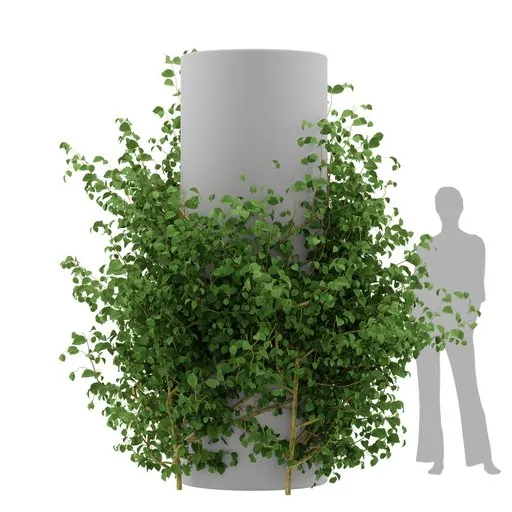 Ivy Simple Column Plant