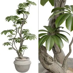 Ficus