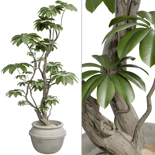 Ficus