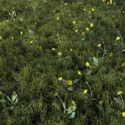 Grass Dandellion Yellow