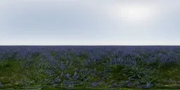 Lavender Field Day No Trees