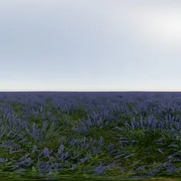 Lavender Field Day No Trees