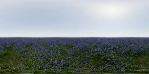 Lavender Field Day No Trees