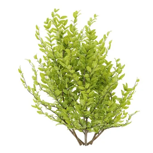 Simple bush plant