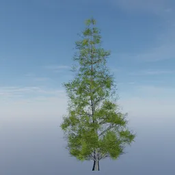 Evergreen Tree Alpha Plane 3