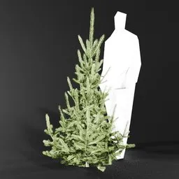 Norway Spruce Picea Abies 1.6m