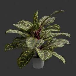Calathea Medallion