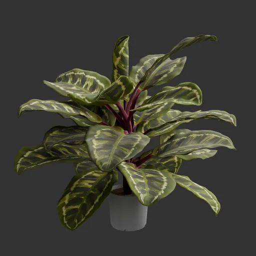 Calathea Medallion
