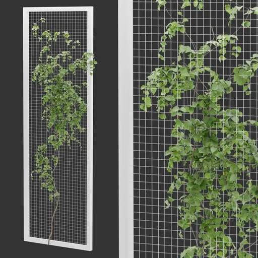 Fence Ivy Plant
