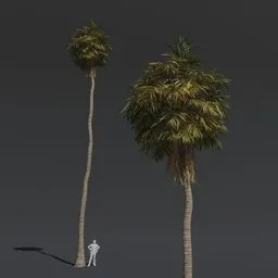 "High quality 3D model of a Tree Fan Palm for Blender 3D, complete with PBR textures and materials. Perfect for cinematic projects, this hyper-realistic model is inspired by speculative evolution and stands up to 1km tall. Created using Maya engine and expertly crafted by Josetsu, this model is a must-have for any digital artist's collection."