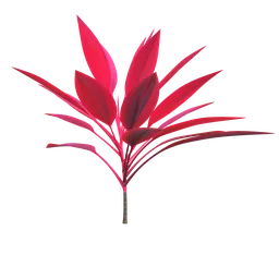 Tropical plant - cordyline