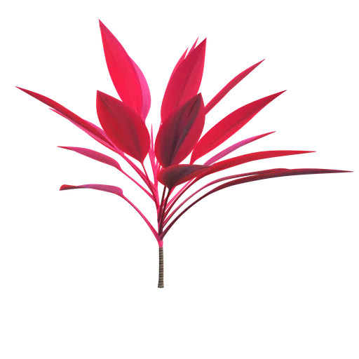 Tropical plant - cordyline