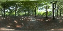 12K HDR of sunlit forest lane with deep shadows amidst beech trees, processed for realistic lighting in 3D scenes.