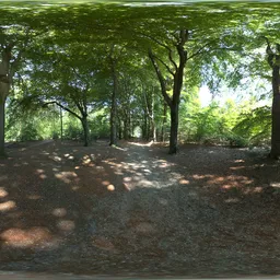 Dutch Forest Lane with Beech Trees