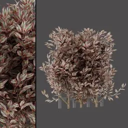 Variegated Red‑Green Shrub