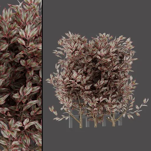 Variegated Red‑Green Shrub
