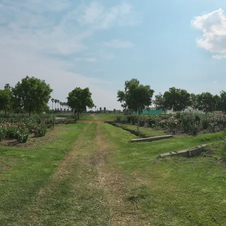Sunny Rose Garden