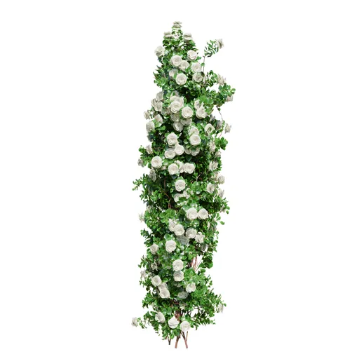 Climbing Roses White