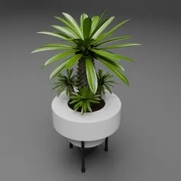 Potted Madagascar Palm